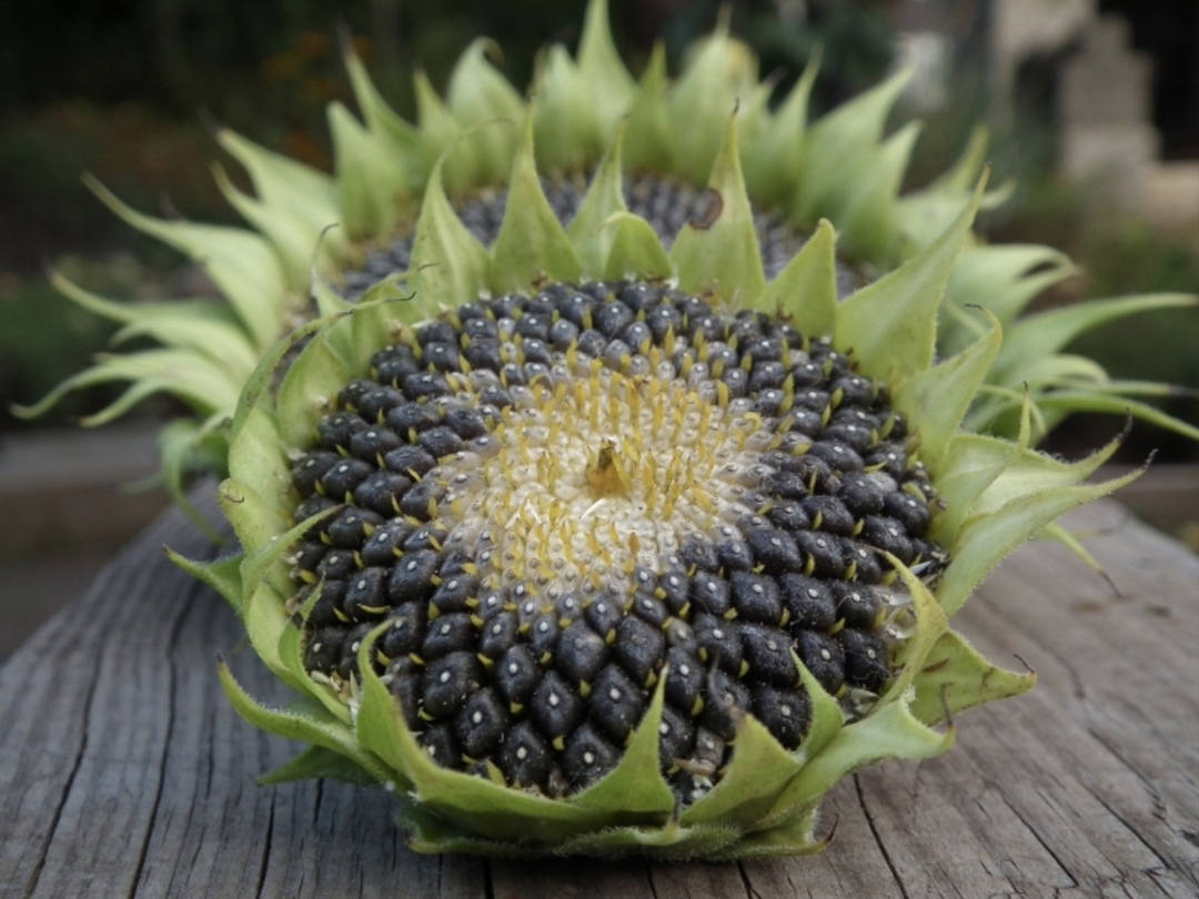 Правительство приостановило действие плавающих ставок вывозных пошлин на подсолнечное масло и шрот до 31 августа