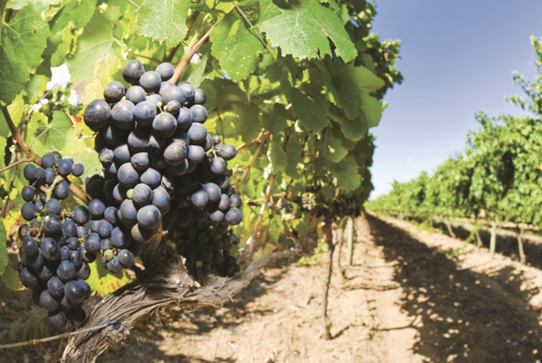 Арбитражный суд Севастополя по запросу местной прокуратуры наложил обеспечительные меры на 23,1 га, где расположен виноградник «Чоргун» крымского…