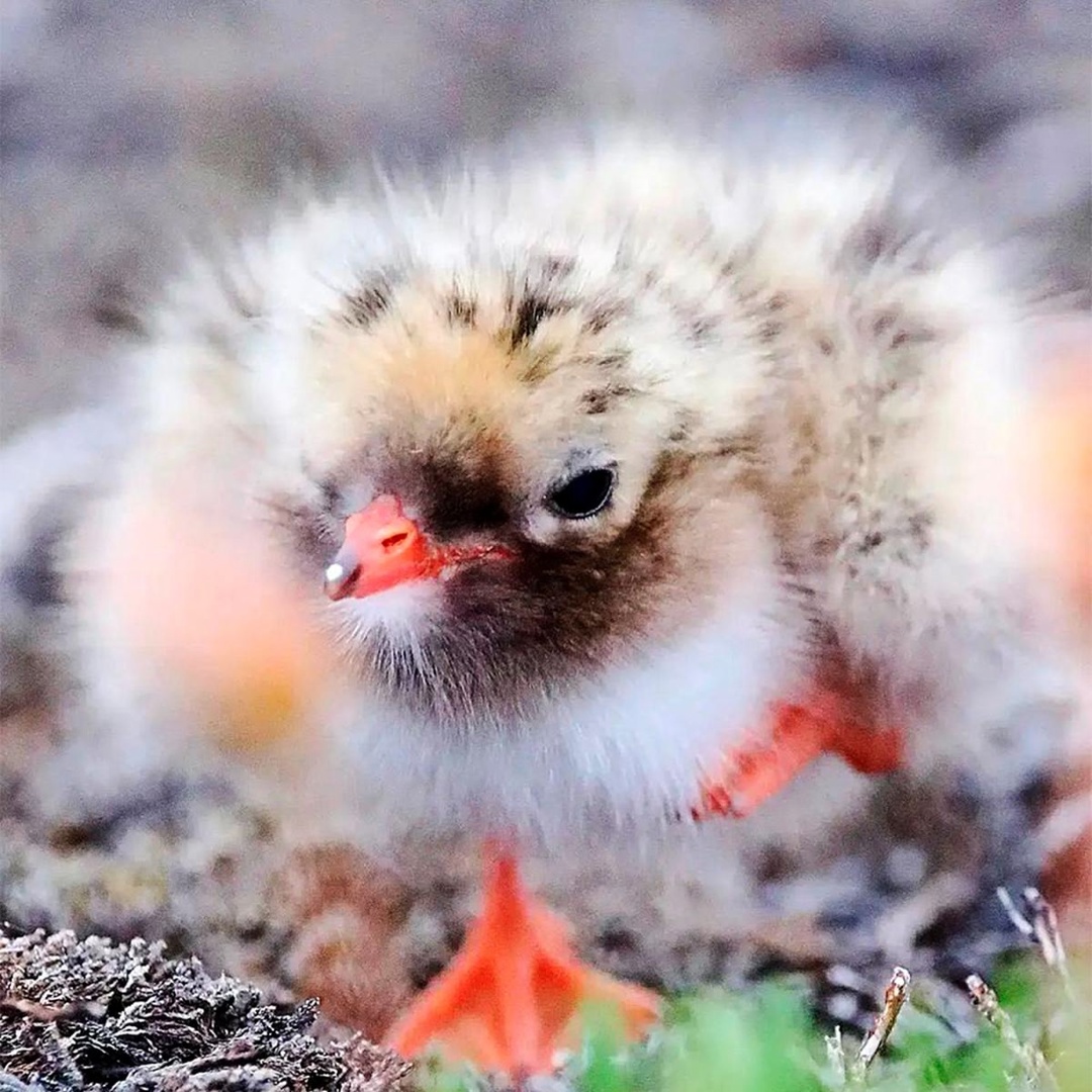 Куда летит полярная крачка Эти птицы регулярно путешествуют из Арктики в Антарктику и обратно: в северном полушарии гнездятся, в южном — зимуют