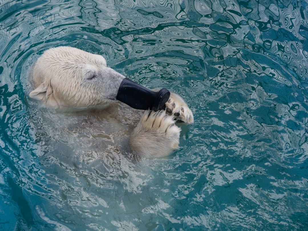 19 лет с нами: история Феликса Белый медведь Феликс живёт в красноярском парке флоры и фауны «Роев ручей» уже 19 лет