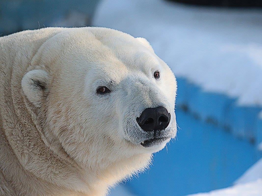 19 лет с нами: история Феликса Белый медведь Феликс живёт в красноярском парке флоры и фауны «Роев ручей» уже 19 лет