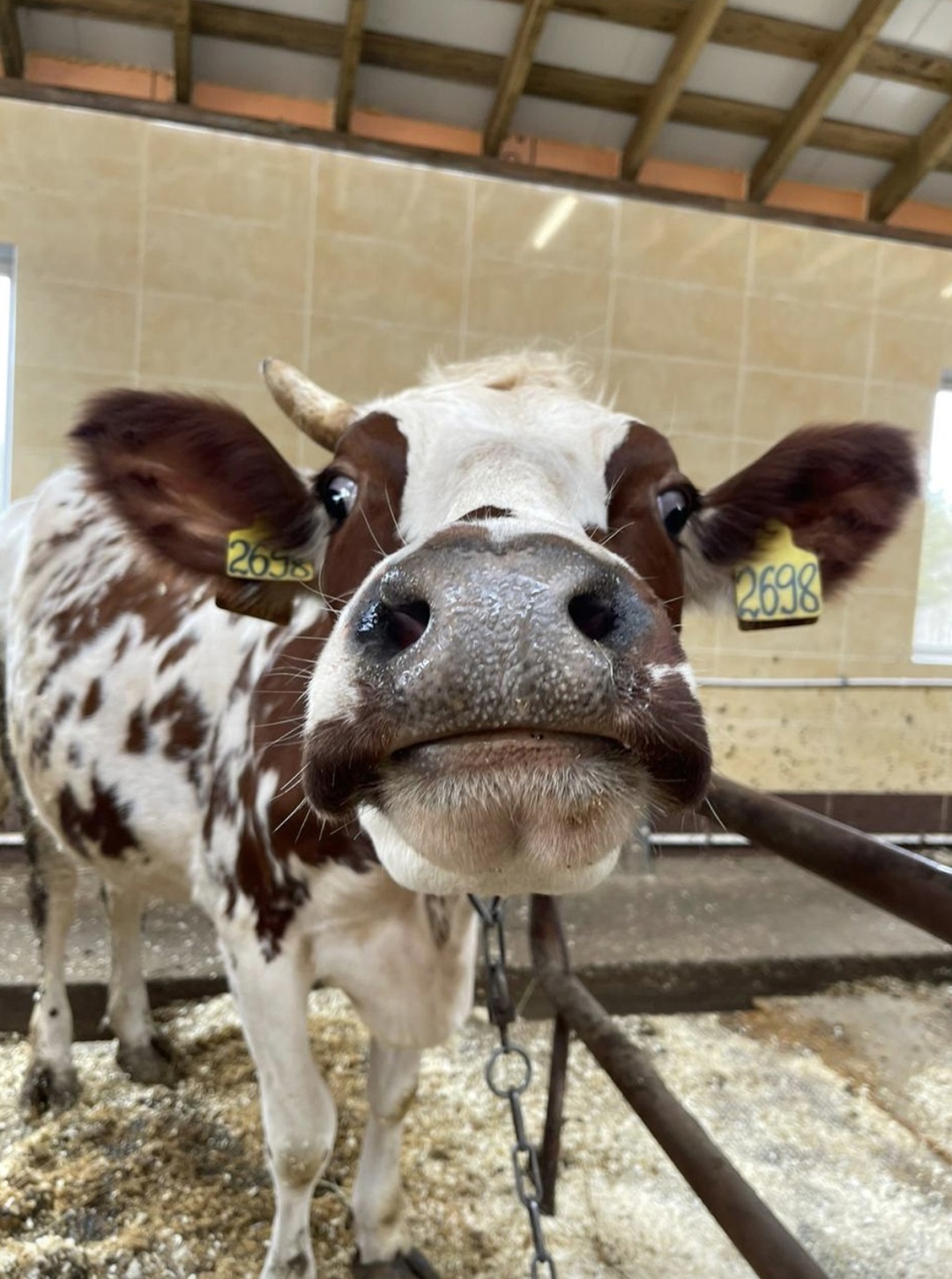 Первую корову-компаньона по кличке Лоли зарегистрировали в Испании, она живет на ферме веганского приюта Vegan Sanctuary Foundation, пишет La Gaceta