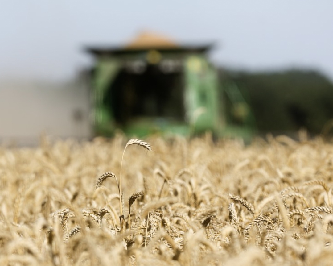 Аналитический центр «СовЭкон» понизил оценку экспорта российской пшеницы в июле с 2,4 млн т до 2,1 млн т, пишет Reuters. Вывоз ячменя, по прогнозу аналитиков,…