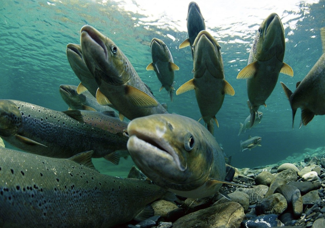 «Калининградский лосось» приступает к реализации проекта по выращиванию атлантического лосося в Калининградской области, сообщила пресс-служба Минсельхоза…
