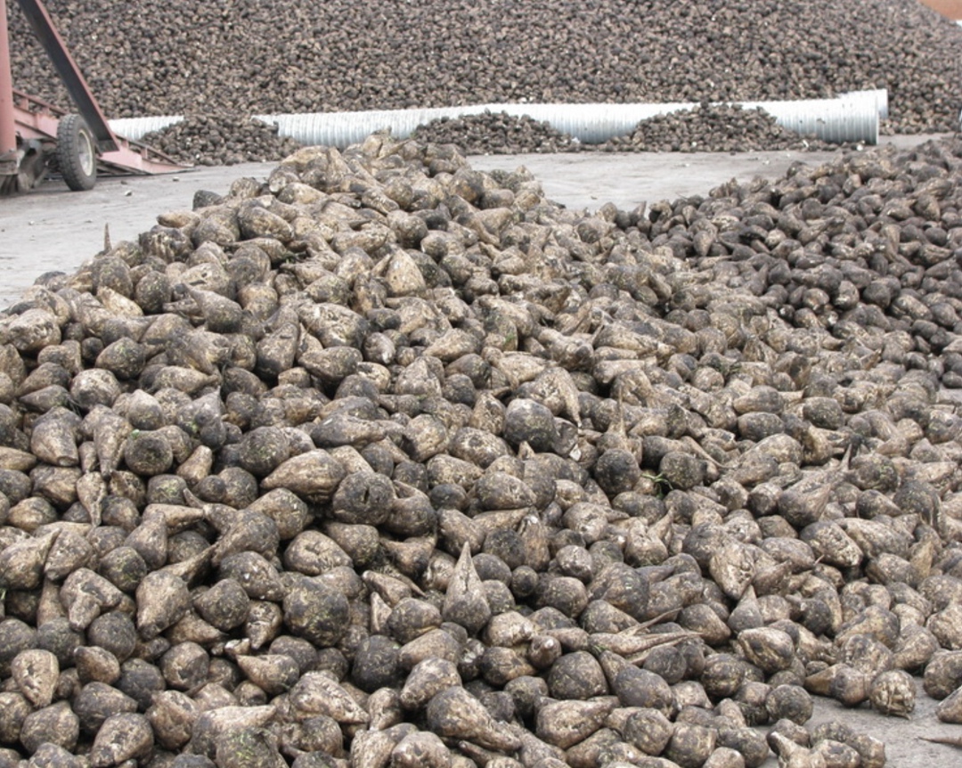 «Чишминский сахарный завод» в сезоне-2025/26 планирует переработать 940 тыс. т сахарной свеклы, что на 14% выше результата прошлого года