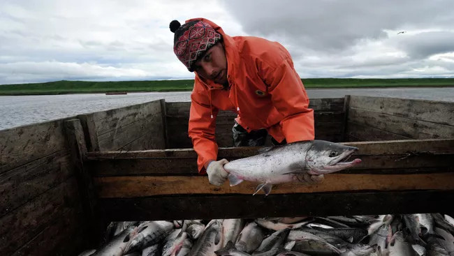 Объем вылова в ходе лососевой путины в этом году может составить 400 тыс
