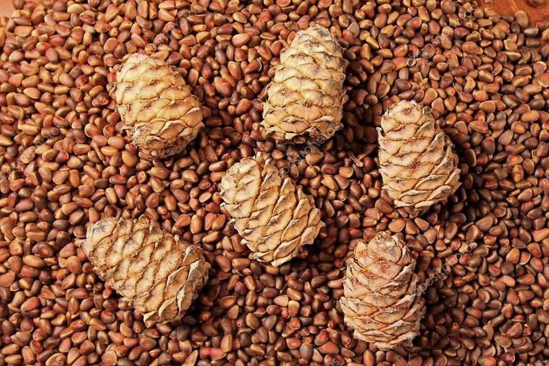 Пошлина на экспорт из России кедровых орехов с 1 августа увеличена до 50%, но не менее 160 евро за тонну против 25%, но не менее 80 евро, которая действовала с…