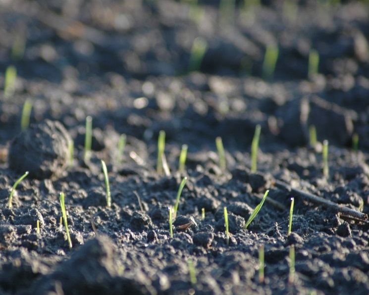 Законодательное собрание Ростовской области предложило ввести мораторий на банкротство аграриев до 31 декабря 2026 года в связи с тяжелыми погодными условиями,…