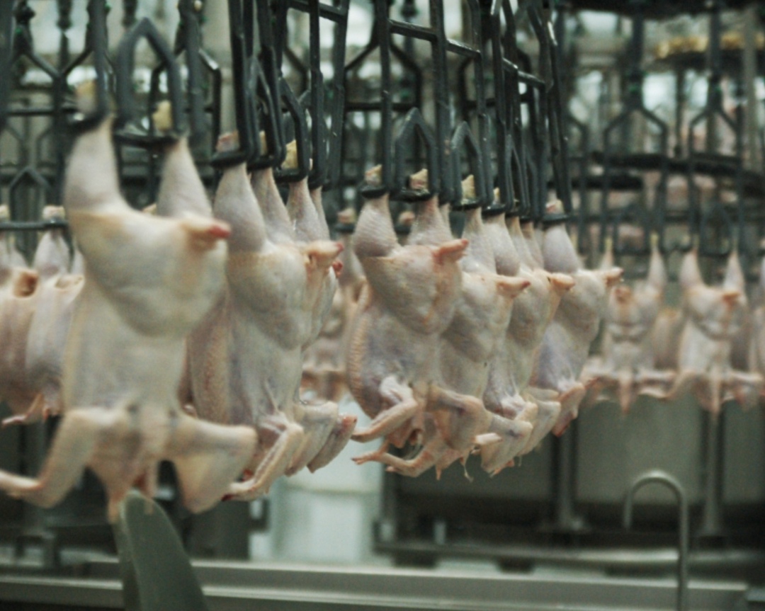 Московская область по итогам первого полугодия увеличила экспорт мяса птицы на 42,9% в стоимостном выражении, в натуральном вывоз составил почти 76 тыс. т,…