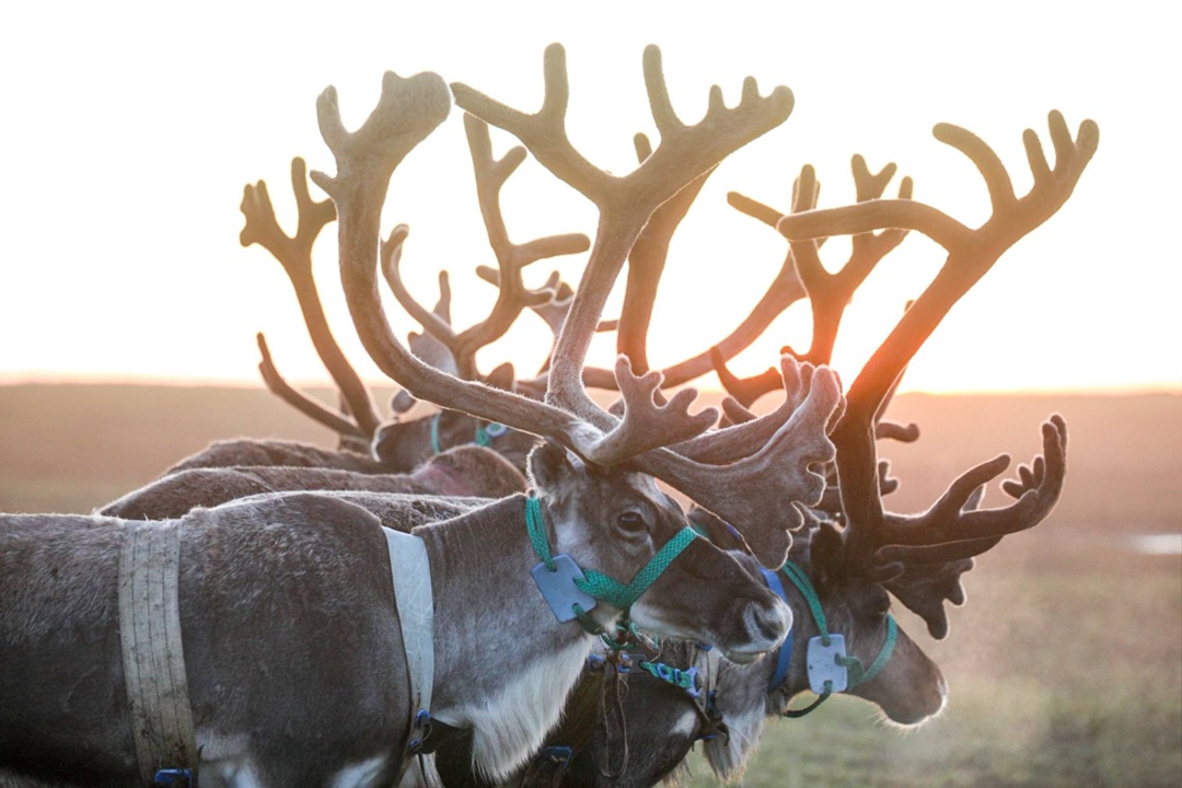 Оленеводство – основа сельского хозяйства Ненецкого автономного округа