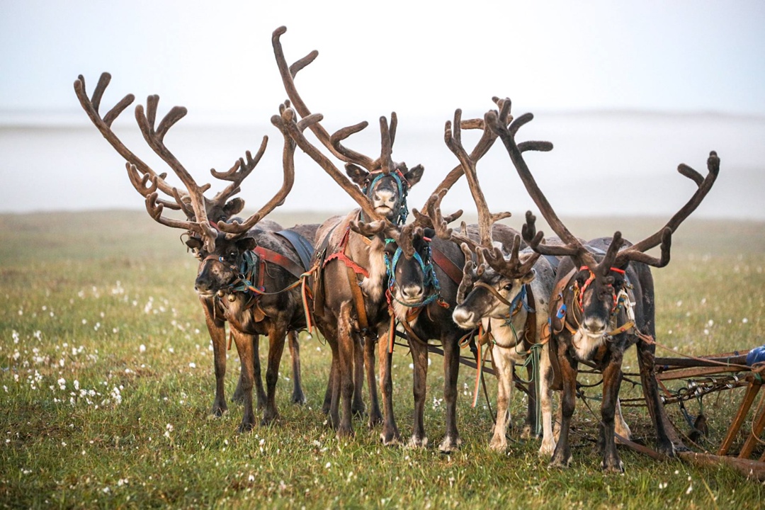 Оленеводство – основа сельского хозяйства Ненецкого автономного округа