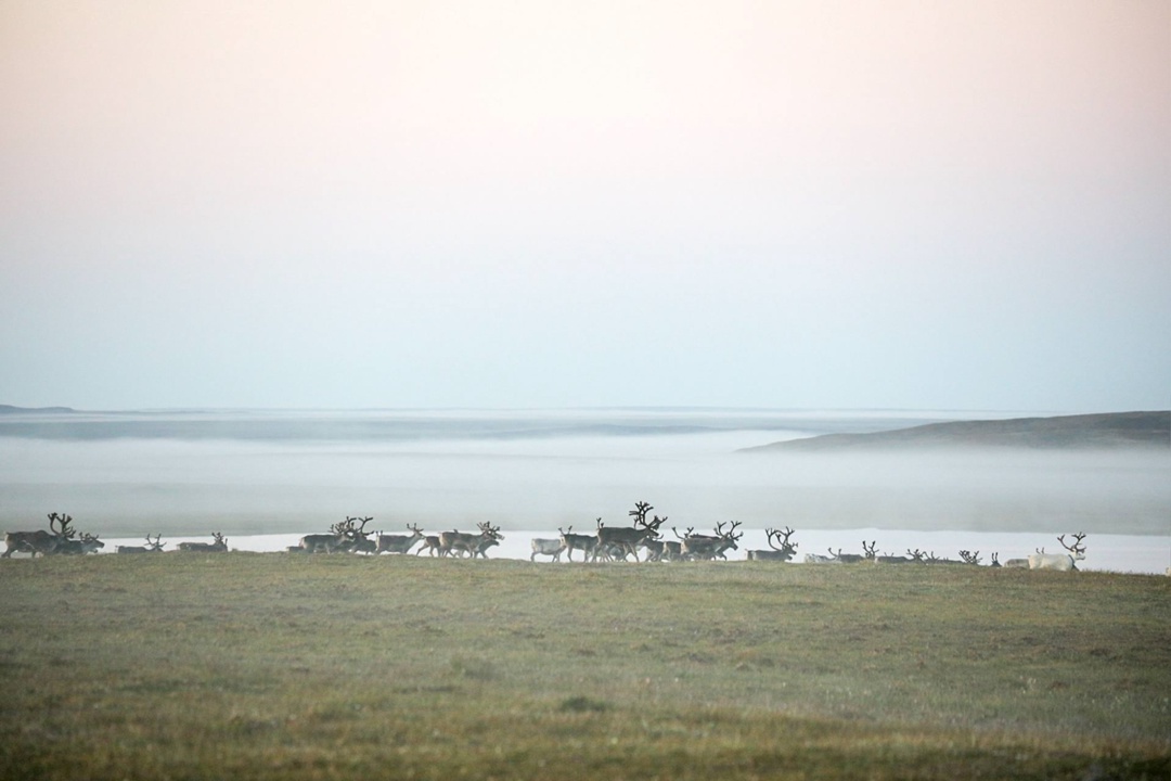 Оленеводство – основа сельского хозяйства Ненецкого автономного округа