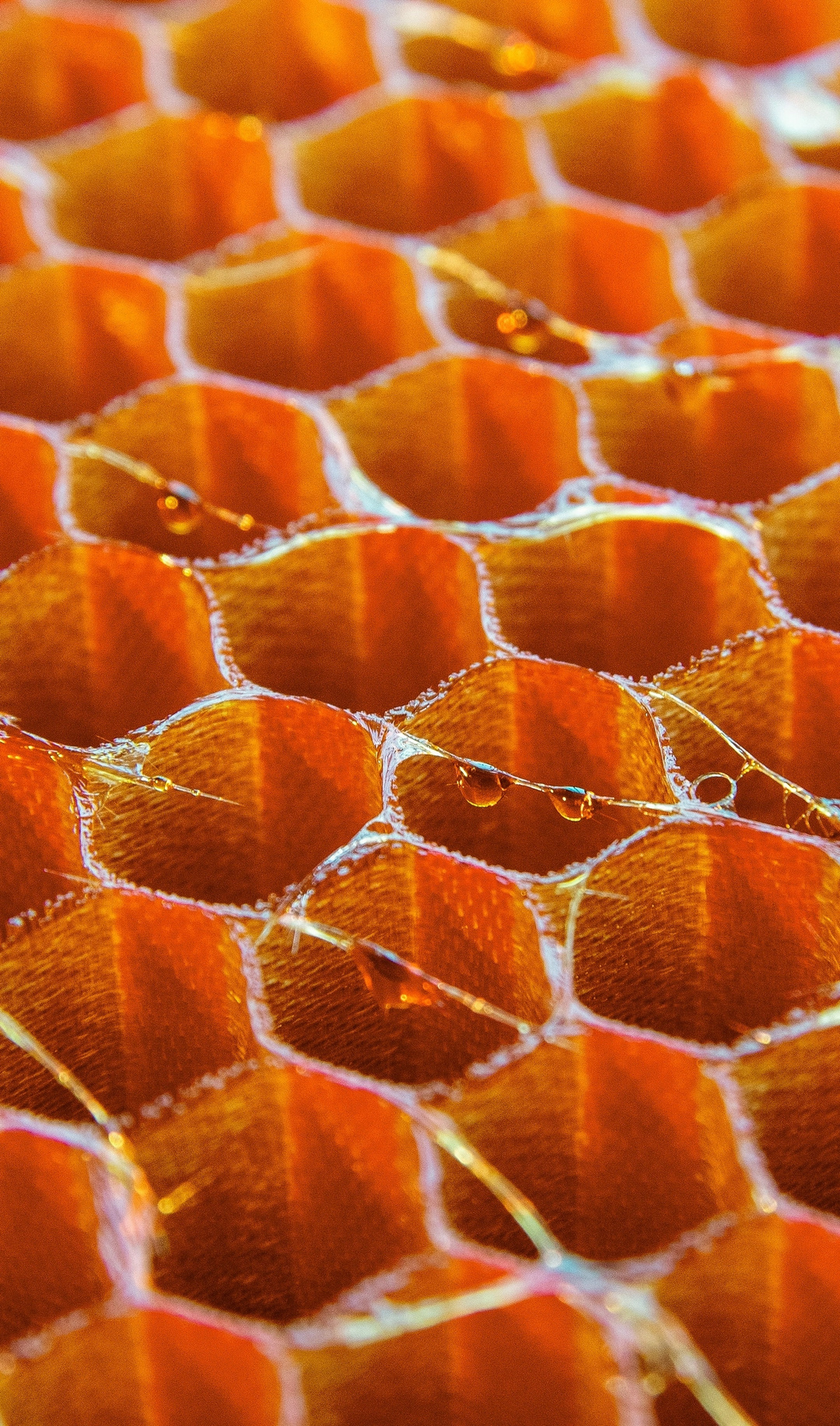 Мед для глаз: смотрим и любуемся сотами обнинской «Технологии»