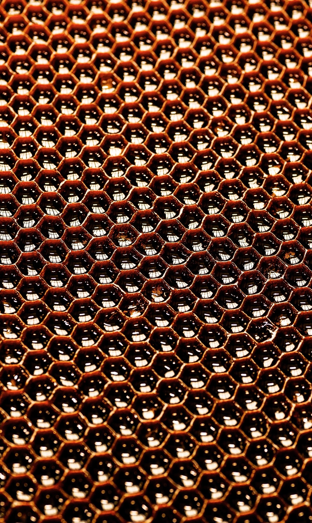 Мед для глаз: смотрим и любуемся сотами обнинской «Технологии»