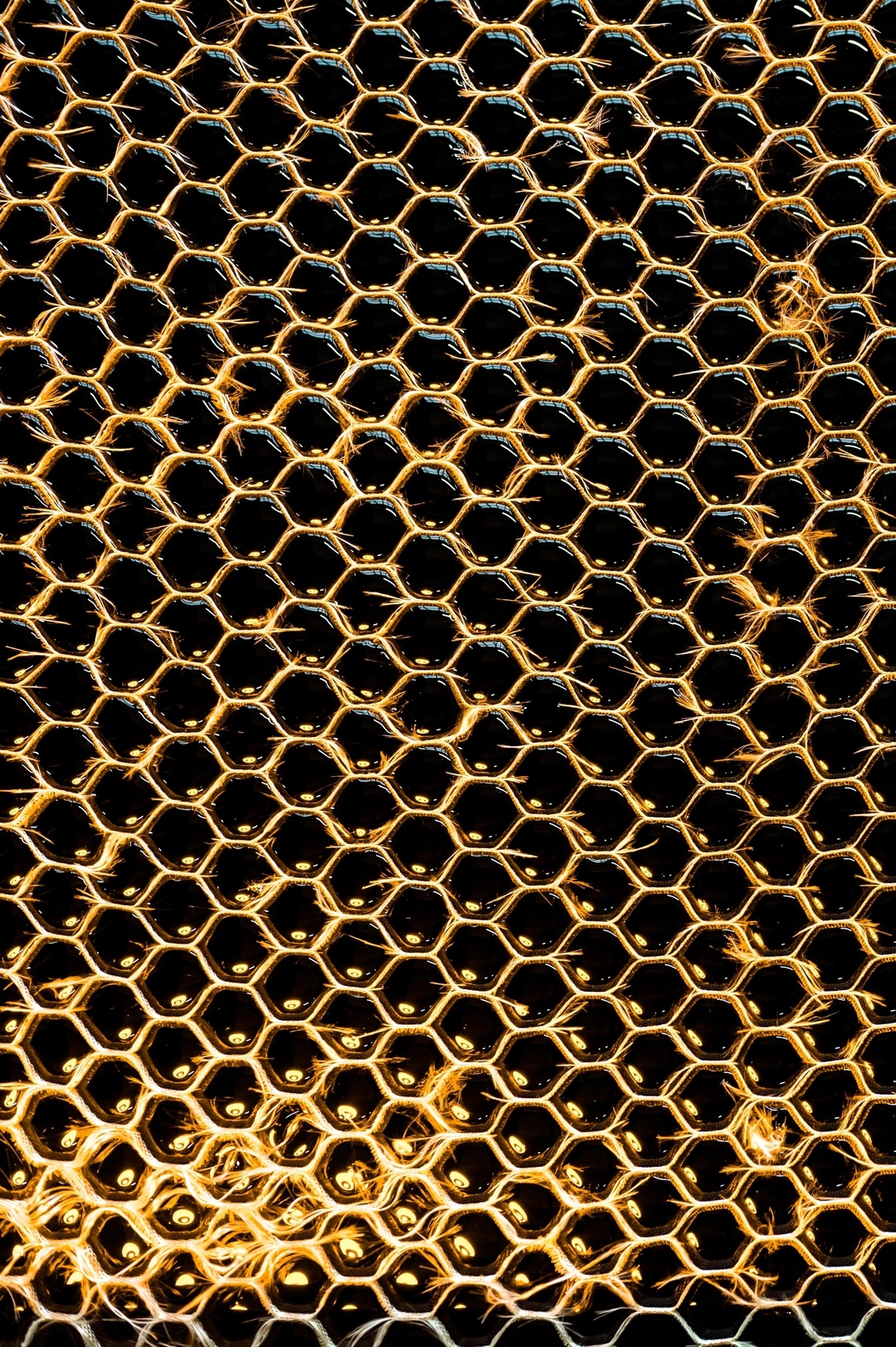 Мед для глаз: смотрим и любуемся сотами обнинской «Технологии»