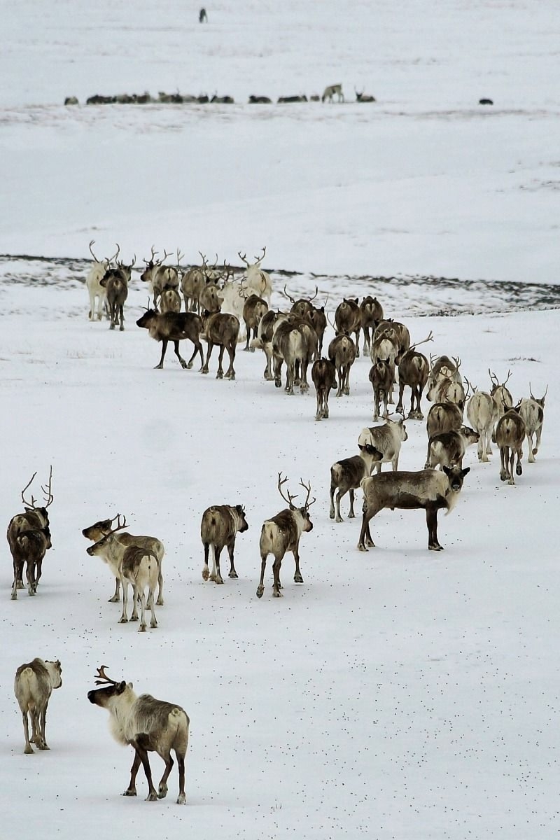 Как помочь северным оленям, не пошевелив и пальцем