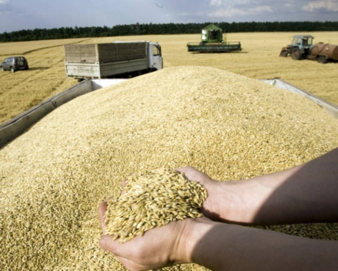 Аналитическая компания «ПроЗерно» повысила прогноз урожая зерновых и зернобобовых со 130,3 млн т до 131,3 млн т (без учета новых регионов), пишет «Интерфакс».…