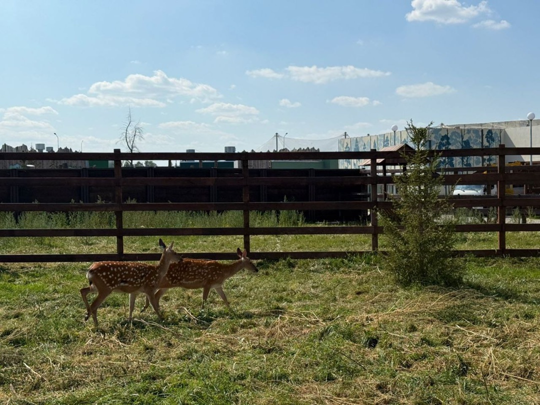 Западно-Уральское управление Ростехнадзора провело осмотр энергопринимающей установки нового зоопарка в Перми.