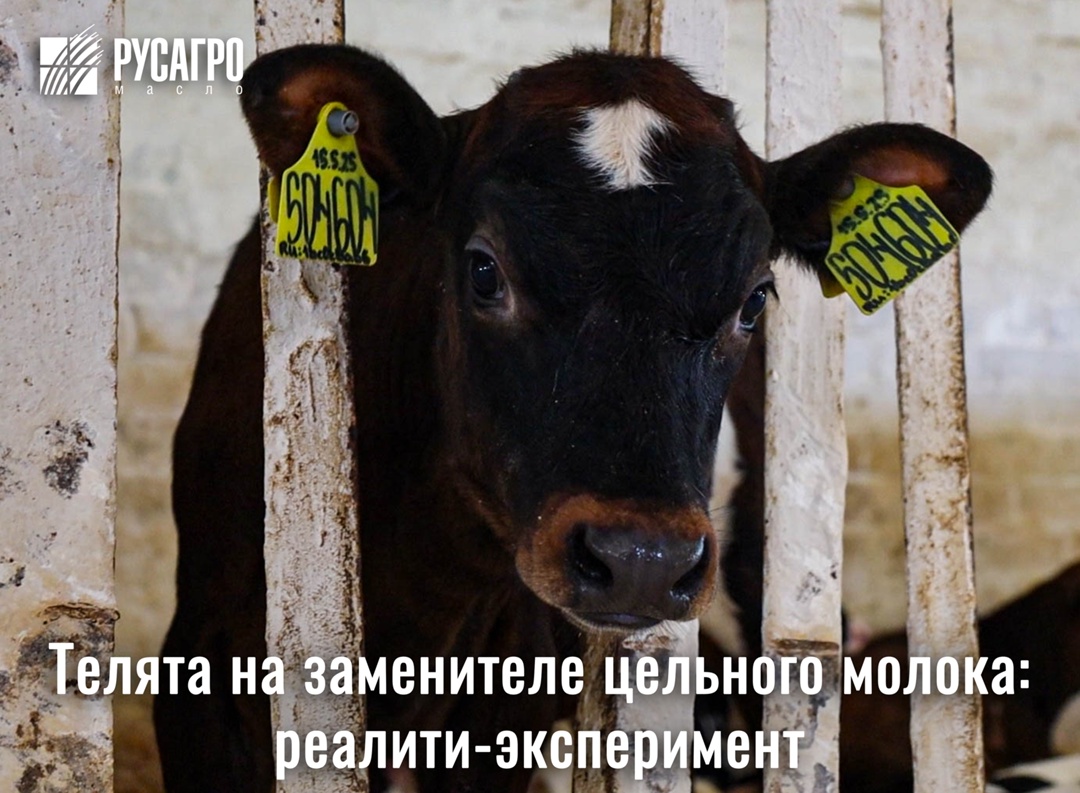 С 22 июля группа новорожденных телят переведена на выпойку заменителем цельного молока (ЗЦМ) NUTRILACTPRO