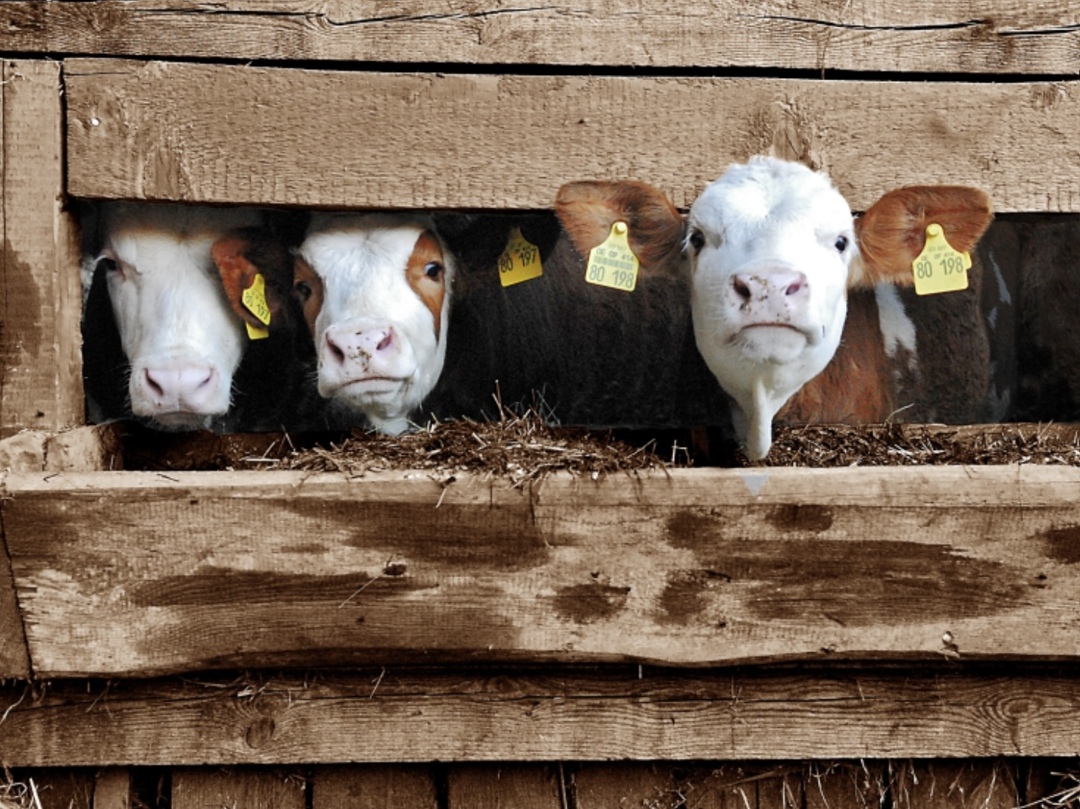 Молочная отрасль была и остается одной из самых поддерживаемых в российском АПК, пишет ТАСС со ссылкой на пресс-службу Минсельхоза