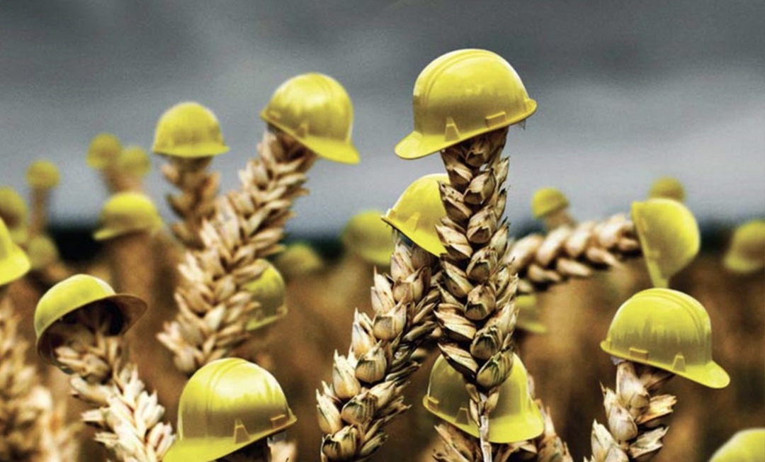 Тройка регионов-лидеров по застрахованной площади весеннего сева осталась неизменной: как и годом ранее, в нее вошли Омская область, Алтайский край и…