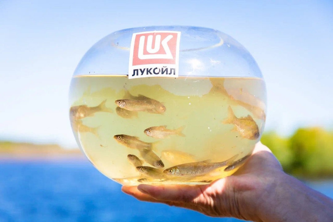 Многомиллионная партия При поддержке ЛУКОЙЛа в реки Западной Сибири выпустили млн особей молоди ценных видов рыбы.
