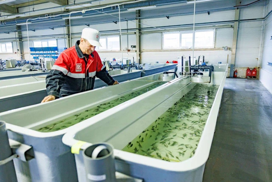 Многомиллионная партия При поддержке ЛУКОЙЛа в реки Западной Сибири выпустили млн особей молоди ценных видов рыбы.