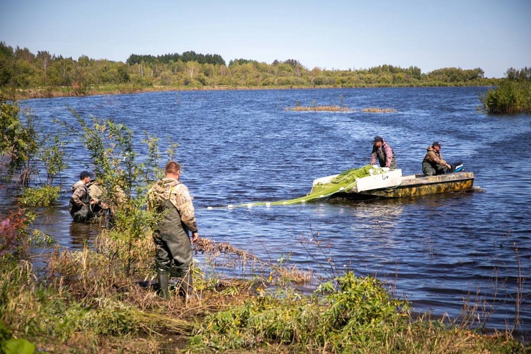 Многомиллионная партия При поддержке ЛУКОЙЛа в реки Западной Сибири выпустили млн особей молоди ценных видов рыбы.