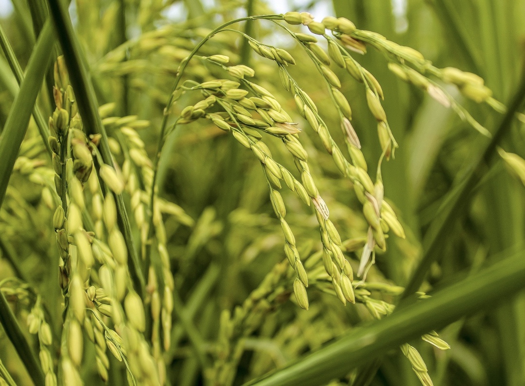 Стоимость эталонного сорта тайского риса с содержанием битых зерен до 5% в июле опустилась на 6,4%, до $392/т — это минимальное значение с 2017 года, пишет РИА…