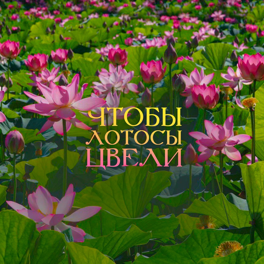 Лотос можно назвать символом стойкости. Его семена способны пролежать в земле сотни лет, дожидаясь подходящих условий