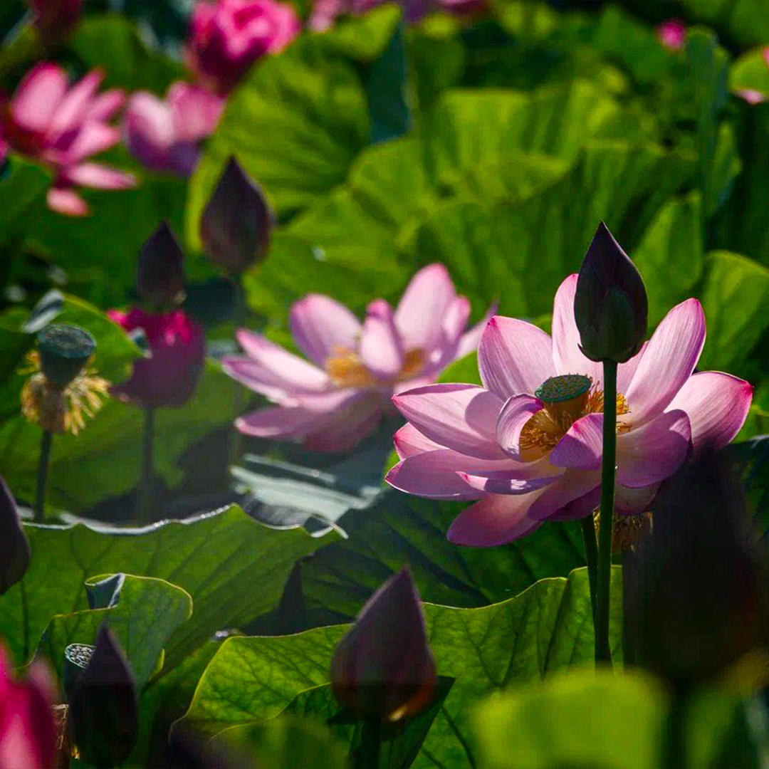 Лотос можно назвать символом стойкости. Его семена способны пролежать в земле сотни лет, дожидаясь подходящих условий