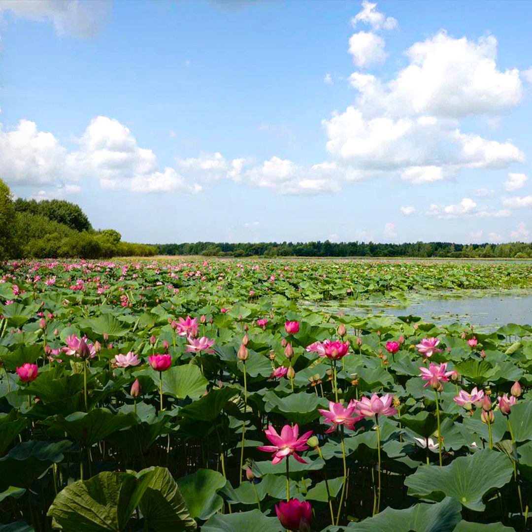 Лотос можно назвать символом стойкости. Его семена способны пролежать в земле сотни лет, дожидаясь подходящих условий