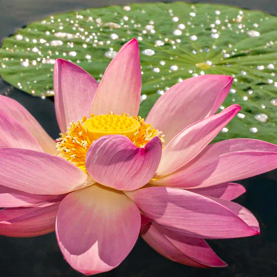 Лотос можно назвать символом стойкости. Его семена способны пролежать в земле сотни лет, дожидаясь подходящих условий