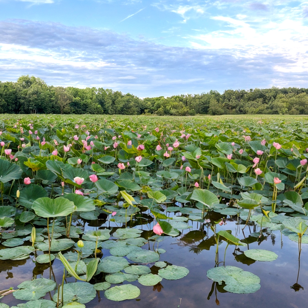 Лотос можно назвать символом стойкости. Его семена способны пролежать в земле сотни лет, дожидаясь подходящих условий