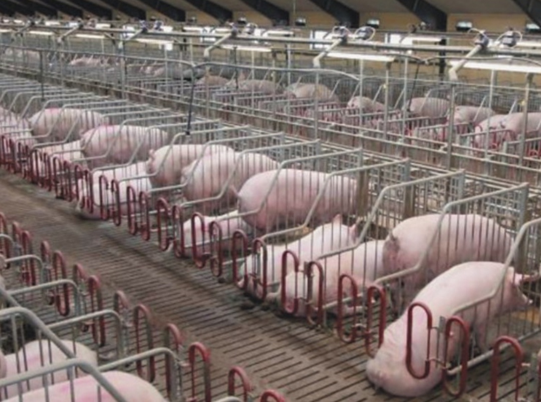 Новосибирский районный суд удовлетворил иск Новосибирского межрайонного природоохранного прокурора к АО «Кудряшовское» (входит в «Сибагро») о возмещении вреда,…