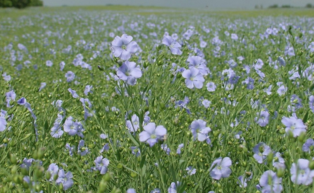 Компания «АСВА» (совместный проект ГК «Астон» и его иностранного партнера) в режиме пуско-наладочных работ запустила завод по переработке масличного льна в…