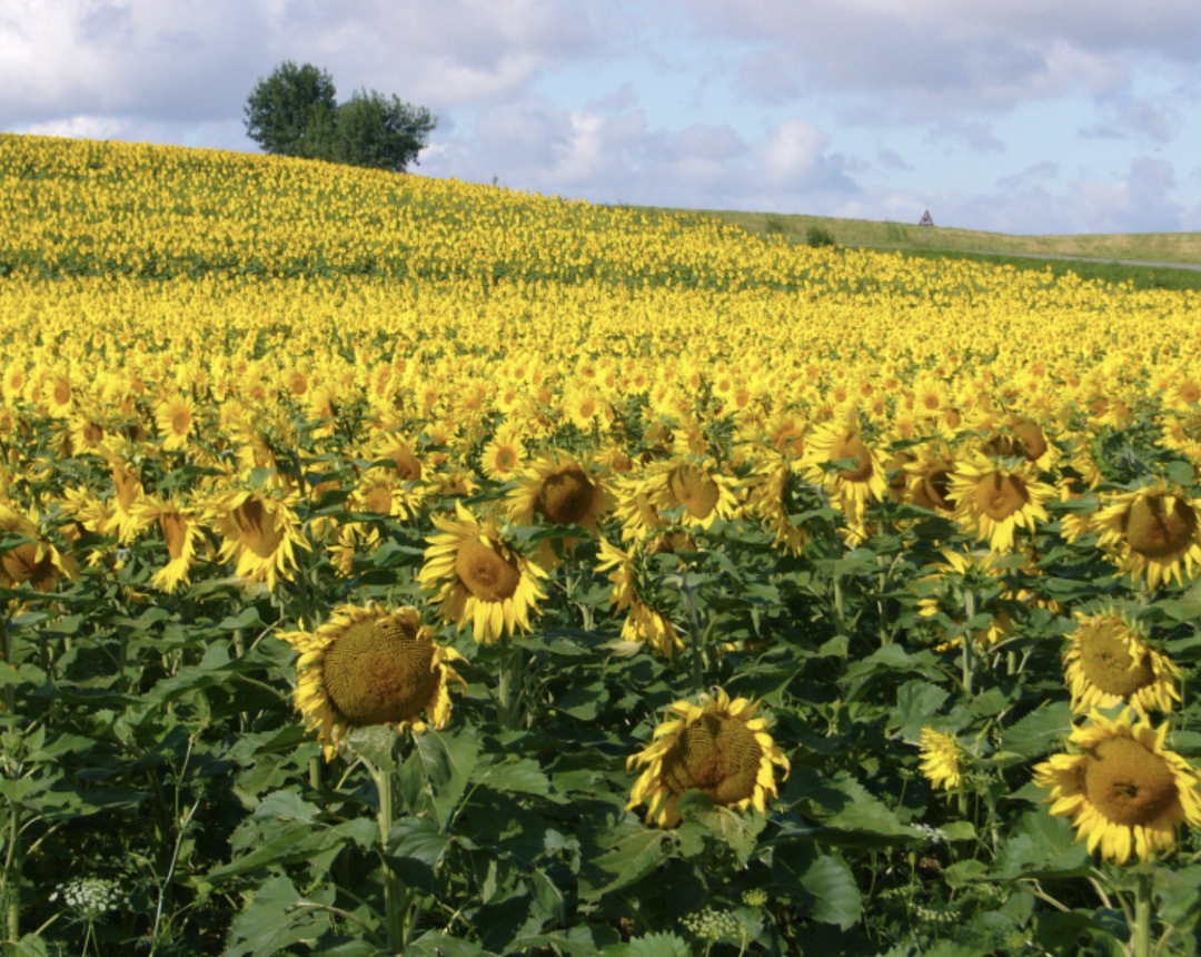В северной зоне Краснодарского края посевы пропашных культур погибли или находятся преимущественно в плохом состоянии, сообщил начальник управления развития…
