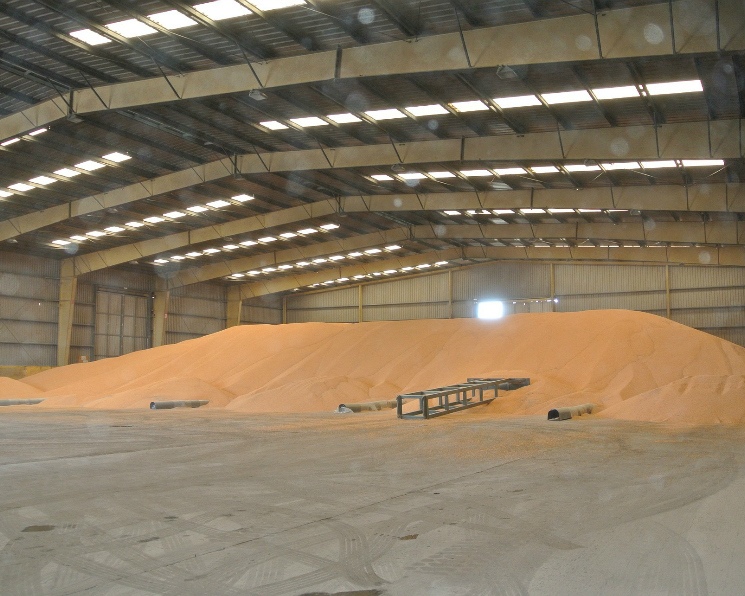 В России обмолочено около 19 млн га зерновых и зернобобовых культур, собрано примерно 64 млн т зерна, сообщил заместитель министра сельского хозяйства Андрей…