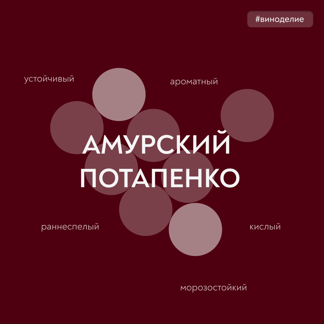 Сила тайги в виноградной лозе Сегодня в нашей совместной с «Винным гидом России» рубрике #вино_недели – сорт Амурский Потапенко, настоящий прорыв в российском…