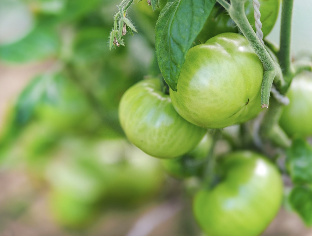 Проект компании «Отечество» (ГК «Родина»), которая планировала в 2024 году открыть тепличный комплекс в Воронежской области, пока не завершен и примерных дат…