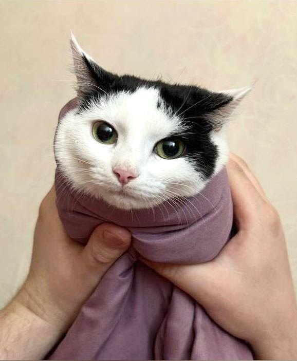 В семье единой! Делимся историей, которая согревает, как любой кот на коленях.