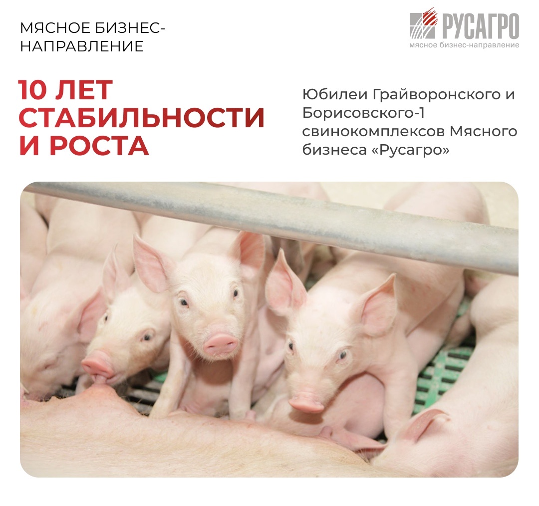 В этом году исполняется ровно 10 лет Грайворонскому свинокомплексу и Борисовскому свинокомплексу-1 Группы компаний «Агро-Белогорье», входящей в состав Мясного…