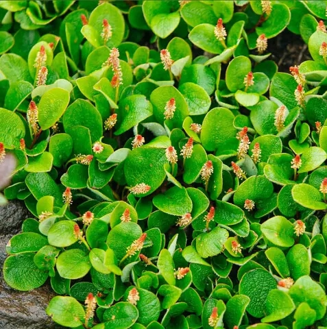 Представили себе полярную иву? А теперь посмотрите, как она выглядит на самом деле. Это не раскидистое дерево у реки, а яркие цветы