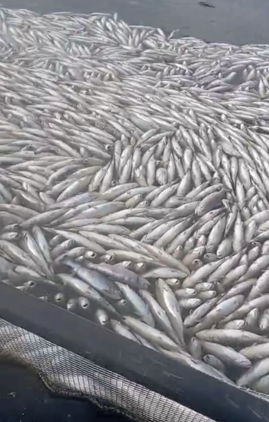 Повышенная гибель форели зафиксирована в некоторых хозяйствах на Ладожском озере в Карелии, сообщил Минсельхоз республики. Причиной стала установившаяся в июле…