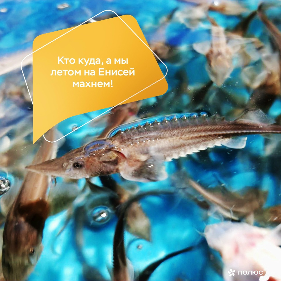 Осетр покоряет Енисей! В этом году «Полюс Красноярск» выпустил в великую реку более 60 тысяч особей молоди сибирского осетра — редкой, краснокнижной рыбы