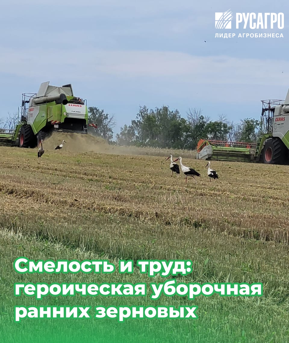 В регионе Белгород-Юг завершилась уборка ранних зерновых культур