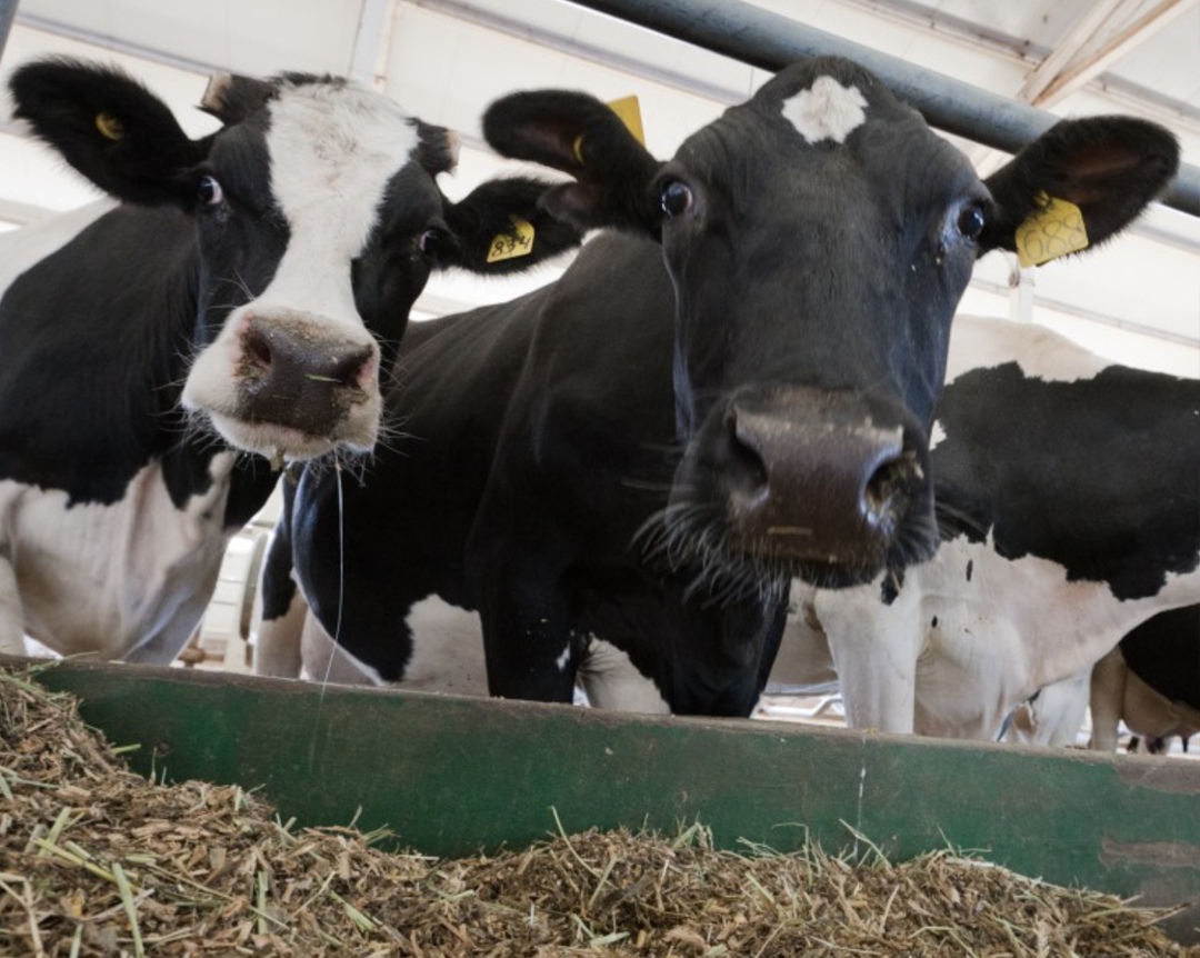 Правительство будет софинансировать племенным хозяйствам до 70% затрат на исследования племенной ценности и заболеваний животных. Об этом сообщил…