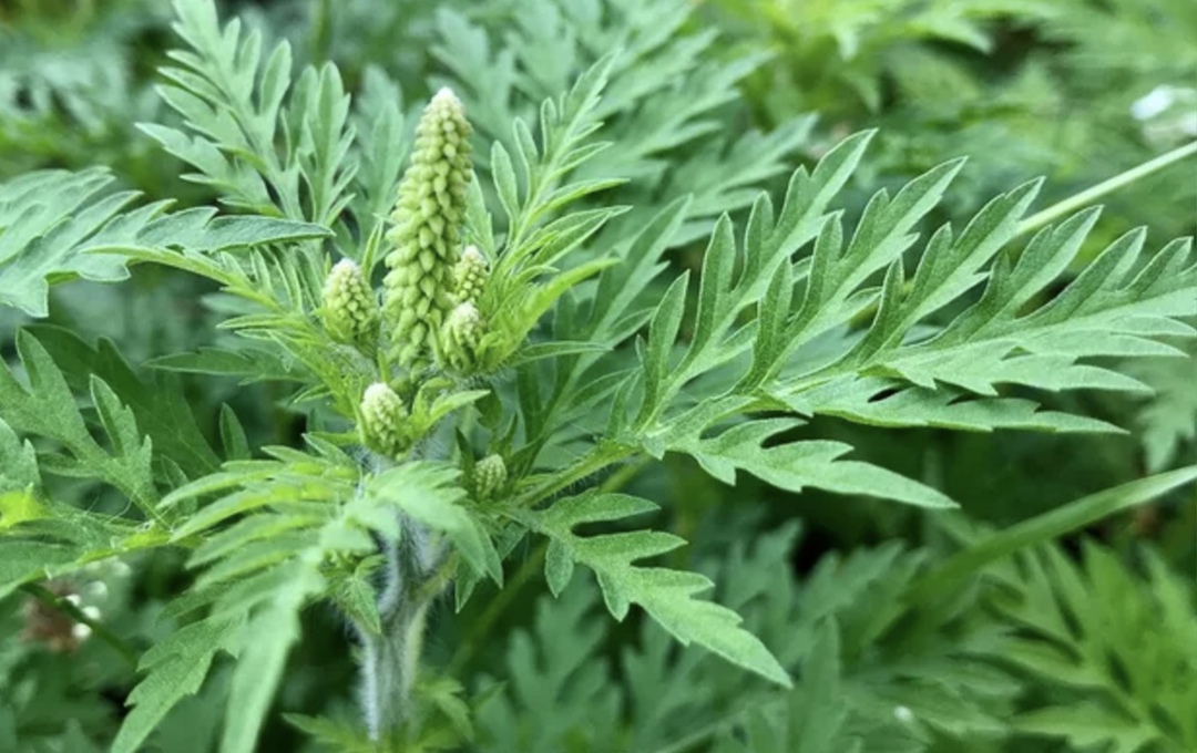 В России начинается активный период цветения амброзии - одного из самых опасных карантинных сорняков