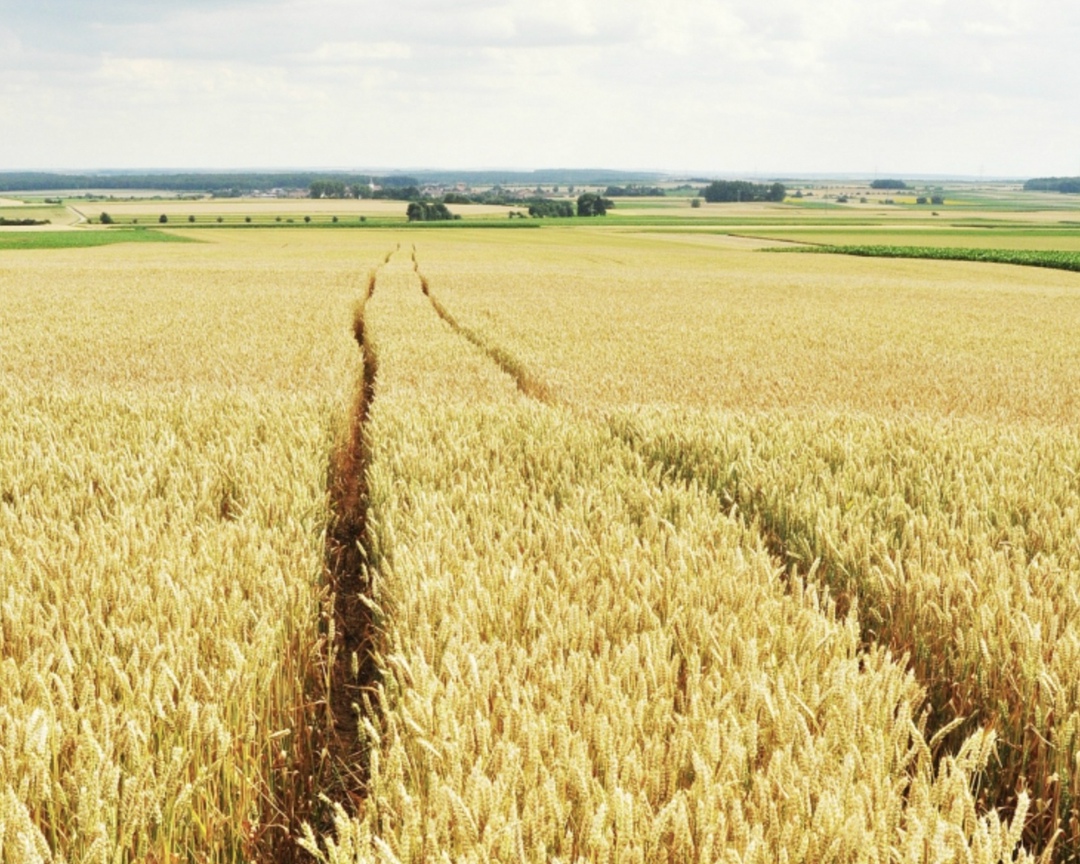 Урожай пшеницы в этом году может составить около 87 млн т с учетом Донбасса и Новороссии, которые из-за засухи соберут 2,5 млн т, пишет ТАСС со ссылкой на…