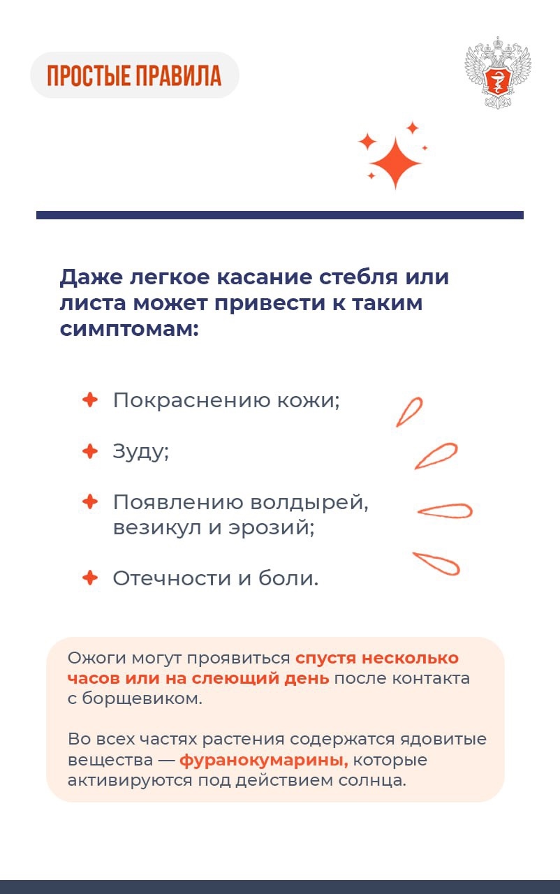 #ПростыеПравила: Что делать при ожоге борщевиком